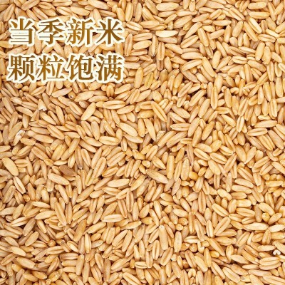 2024新货燕麦米莜麦油麦玉麦燕麦仁粒雀麦野麦真空批发一件代发图2