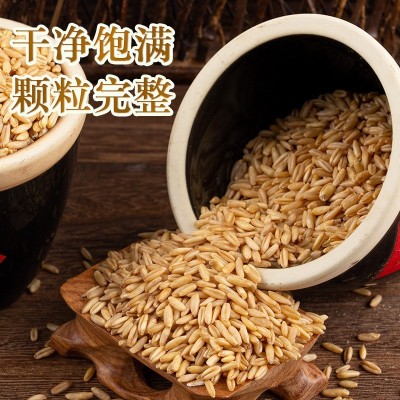 2024新货燕麦米莜麦油麦玉麦燕麦仁粒雀麦野麦真空批发一件代发图3