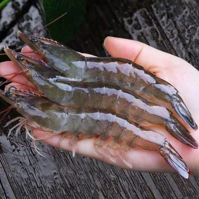 虾-白虾-盐冻大虾冷冻海捕白虾海虾海洋大虾批发商用零售顺丰发货图3