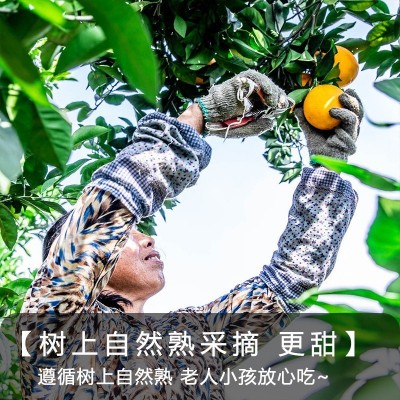 【产地直发】正宗赣南脐橙自然成熟口感美味香甜现摘现发农家自产图2