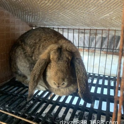 8~10斤的纯种巨型公羊兔活体多少钱垂耳公羊兔青年兔配种繁殖率高图3