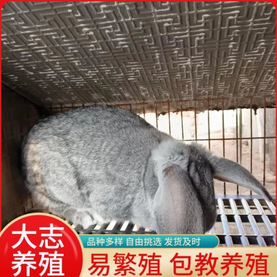 8~10斤的纯种巨型公羊兔活体多少钱垂耳公羊兔青年兔配种繁殖率高