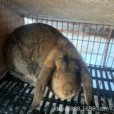 8~10斤的纯种巨型公羊兔活体多少钱垂耳公羊兔青年兔配种繁殖率高图5
