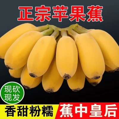 【苹果蕉】广西当季苹果粉蕉粉糯香甜新鲜水果香蕉整箱不打药图3