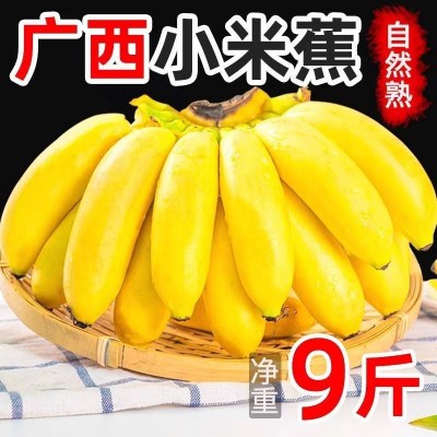 【苹果蕉】广西当季苹果粉蕉粉糯香甜新鲜水果香蕉整箱不打药图4