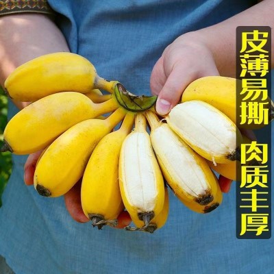 【苹果蕉】广西当季苹果粉蕉粉糯香甜新鲜水果香蕉整箱不打药图5