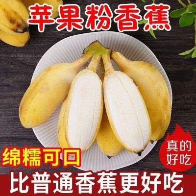 【苹果蕉】广西当季苹果粉蕉粉糯香甜新鲜水果香蕉整箱不打药图2