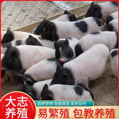 6头巴马香猪小猪苗的养殖利润自己散养巴马香猪幼年猪肉质肥美图4