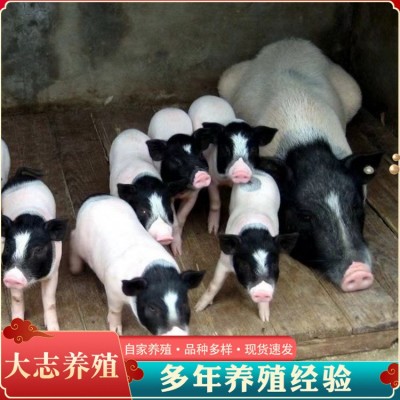 6头巴马香猪小猪苗的养殖利润自己散养巴马香猪幼年猪肉质肥美图5