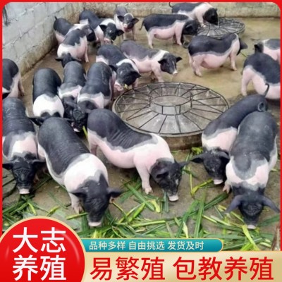 6头巴马香猪小猪苗的养殖利润自己散养巴马香猪幼年猪肉质肥美图3