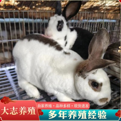 活体肉兔长毛獭兔花巨兔种苗种兔花巨兔市场价格图4