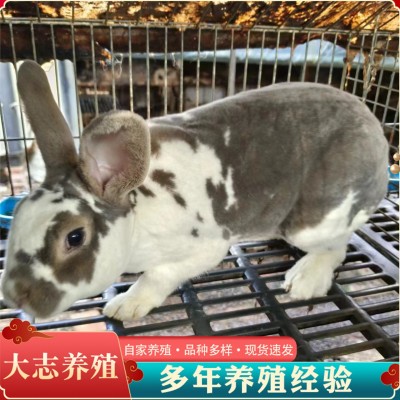 活体肉兔长毛獭兔花巨兔种苗种兔花巨兔市场价格图3