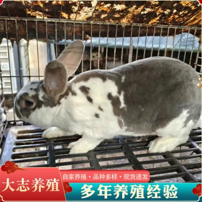 活体肉兔长毛獭兔花巨兔种苗种兔花巨兔市场价格图5