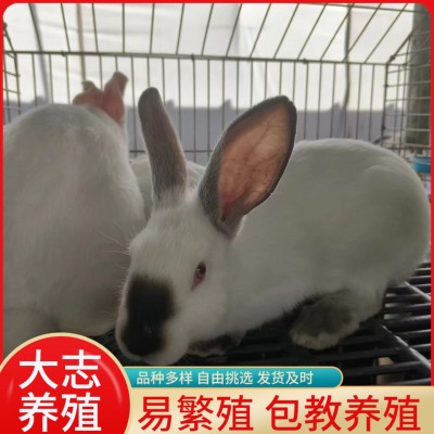 怀孕母兔孕兔伊拉兔活体纯种伊拉兔子幼苗伊拉和新西兰兔的区别图2