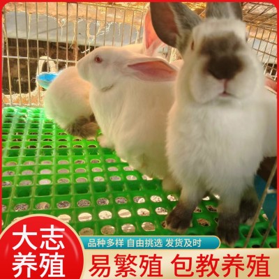 怀孕母兔孕兔伊拉兔活体纯种伊拉兔子幼苗伊拉和新西兰兔的区别图5