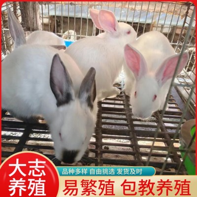 怀孕母兔孕兔伊拉兔活体纯种伊拉兔子幼苗伊拉和新西兰兔的区别图4