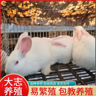 山东促销新西兰兔成年兔子活体新西兰肉兔小兔子苗新西兰幼崽批发图5