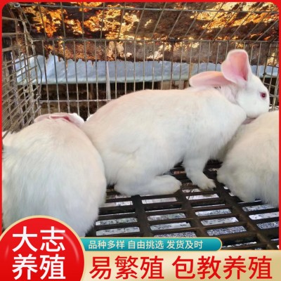 山东促销新西兰兔成年兔子活体新西兰肉兔小兔子苗新西兰幼崽批发图4