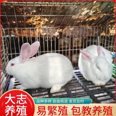 山东促销新西兰兔成年兔子活体新西兰肉兔小兔子苗新西兰幼崽批发图3