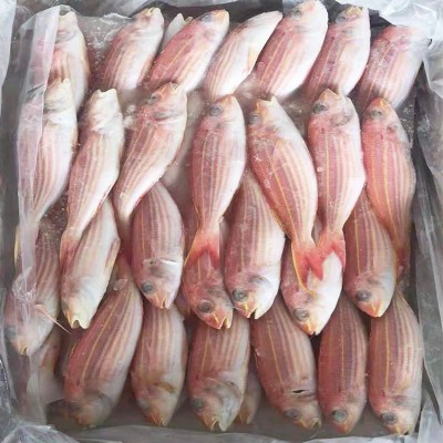 冰鲜新鲜金线鱼300至500克钓鲤金丝海鱼红衫鱼红三鱼海鱼量大询价图5