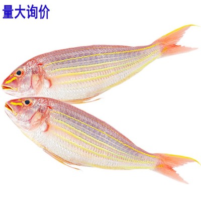 冰鲜新鲜金线鱼300至500克钓鲤金丝海鱼红衫鱼红三鱼海鱼量大询价图4