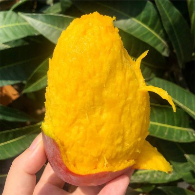 海南贵妃芒 代发1/9斤礼盒当季红金龙甜糯芒果新鲜水果非台芒图3