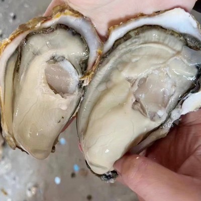 批发生蚝海鲜大个海蛎子带壳牡蛎肉新鲜水产非一整箱批发图3
