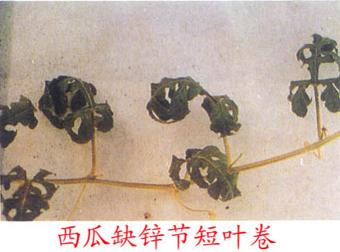 西瓜缺锌