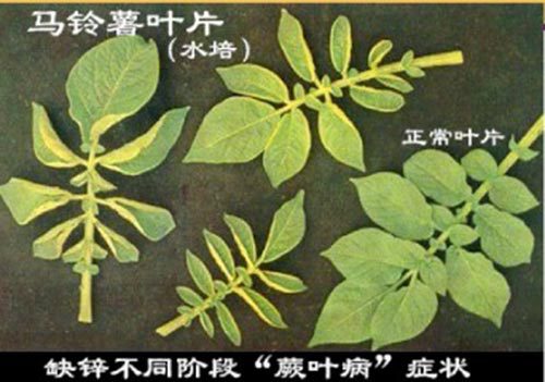 马铃薯缺锌
