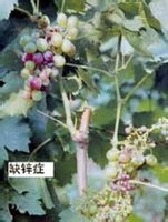 葡萄缺锌
