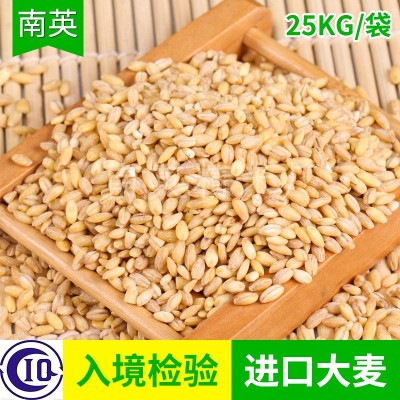 厂家供应 脱壳大麦 脱皮大麦 饲料大麦 优良大麦现货供应图3