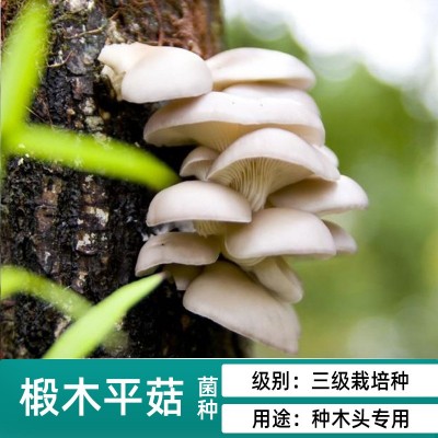 香菇木耳平菇椴木菌种母种原种种子栽培种木头上种蘑菇食用菌袋装图2