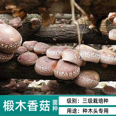 香菇木耳平菇椴木菌种母种原种种子栽培种木头上种蘑菇食用菌袋装