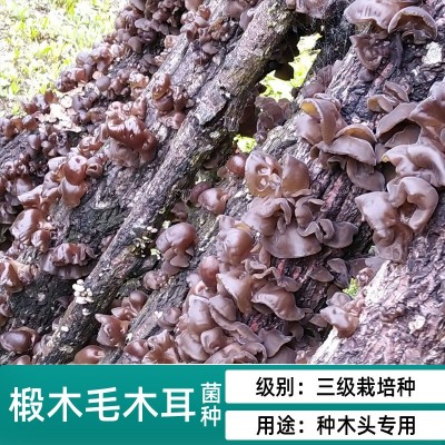 香菇木耳平菇椴木菌种母种原种种子栽培种木头上种蘑菇食用菌袋装图3