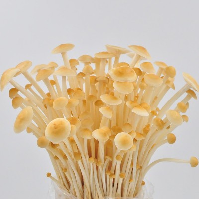 蘑菇种植包家种蘑菇黑平菇菌包新鲜菌棒盆栽食用菌香菇趣味阳台