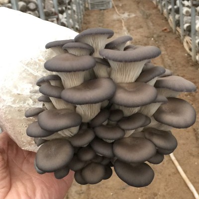 蘑菇种植包家种蘑菇黑平菇菌包新鲜菌棒盆栽食用菌香菇趣味阳台图5