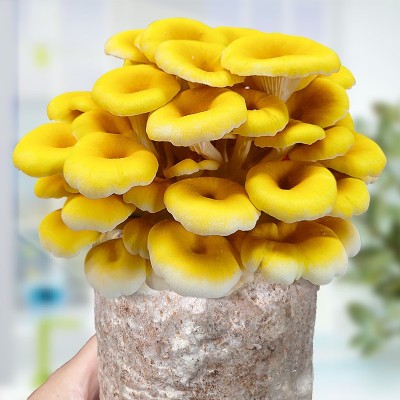 蘑菇种植包家种蘑菇黑平菇菌包新鲜菌棒盆栽食用菌香菇趣味阳台图3