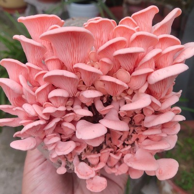 蘑菇种植包家种蘑菇黑平菇菌包新鲜菌棒盆栽食用菌香菇趣味阳台图4