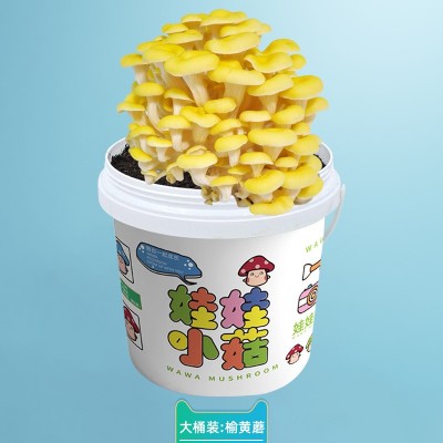蘑菇盆栽种植桶装趣味阳台儿童DIY平菇养殖食用菌包盒子棒家庭图4