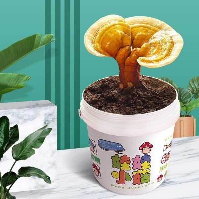 蘑菇盆栽种植桶装趣味阳台儿童DIY平菇养殖食用菌包盒子棒家庭