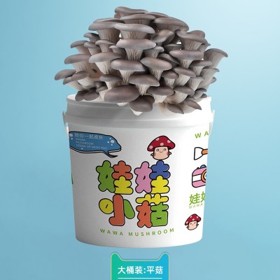蘑菇盆栽种植桶装趣味阳台儿童DIY平菇养殖食用菌包盒子棒家庭图3
