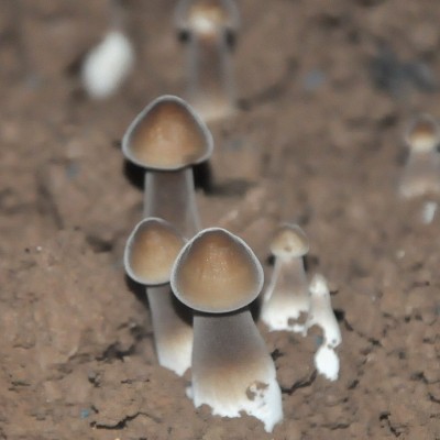 黑皮鸡枞菌菌包蘑菇种植包菌种菌棒多肉植物袋装盆栽图2