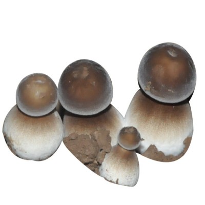 黑皮鸡枞菌菌包蘑菇种植包菌种菌棒多肉植物袋装盆栽