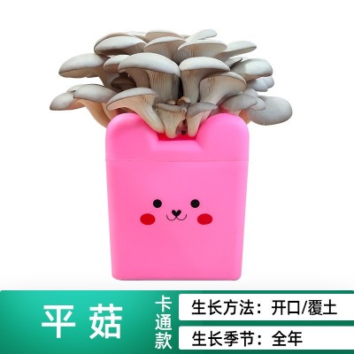 蘑菇种植包食用菌平菇棒包家庭种植礼品含盆阳台diy桶装卡通款图4