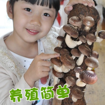 蘑菇种植包菌种菌包家种菌菇香菇食用黑平菇袋装家庭菌棒盆栽灵芝