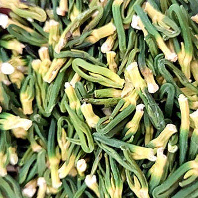 莲子心茶花茶原料产地批发包邮图4