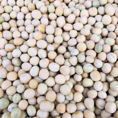 当季新货白豌豆黄豌豆麻豌豆可发芽五谷杂粮原料大量现货一件代发图2