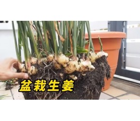 我只当它一盆绿植来养护，没想到最终能收获一大堆生姜！