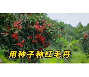 吃完红毛丹的种子不要扔，试试在你们那里能不能种出来