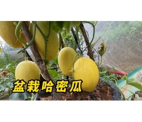 千万别把哈密瓜直接放在土壤上，不然它们就会这样生长！